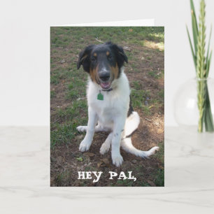 HEY PAL, Feliz Cartão de Aniversário