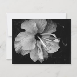 Hibisco