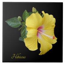 hibisco amarelo bonito a preto