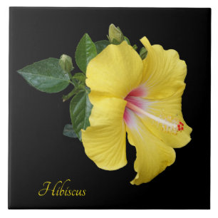 hibisco amarelo bonito a preto