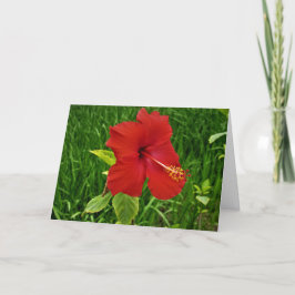 "Hibisco de Nebraska" Cartão de Páscoa
