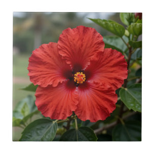 Hibisco Tropical Vermelho Vibrante em Flor