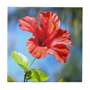 Hibisco Vermelho