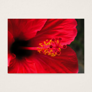 hibisco vermelho