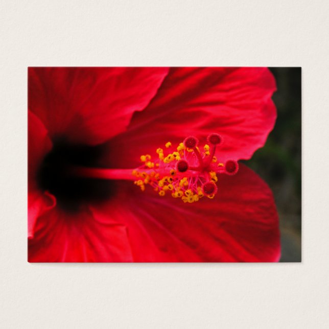 hibisco vermelho (Frente)