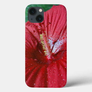 Hibisco Vermelho Com Gotículas de Chuva