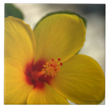 Hibiscus Amarelo