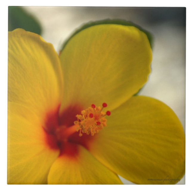 Hibiscus Amarelo (Frente)
