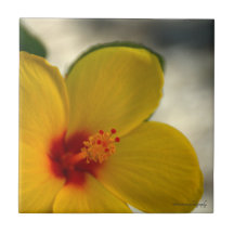 Hibiscus Amarelo