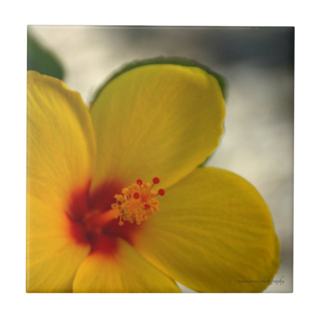 Hibiscus Amarelo (Frente)