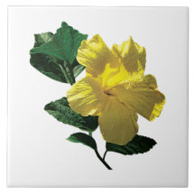 Hibiscus Amarelo ao Sol
