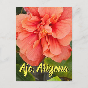 Hibiscus Bloom Dupla Pêssego, Cartão Postal do Ari