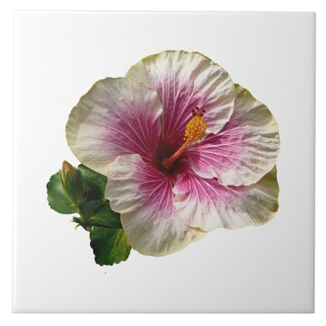 Hibiscus Candy Striper (Frente)