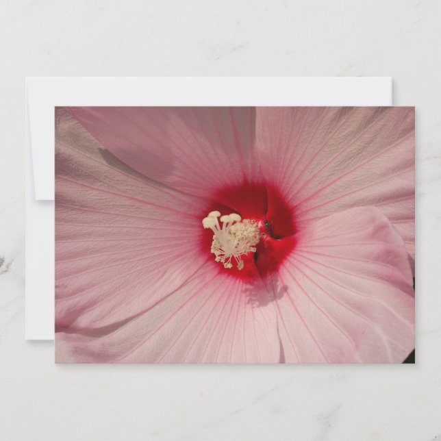 Hibiscus Fecha Reprodução Fotográfica (Frente)