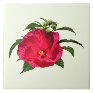 Hibiscus Rosa Escuro