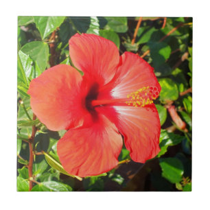 Hibiscus vermelho