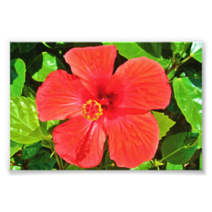 Hibiscus vermelho - impressão da foto