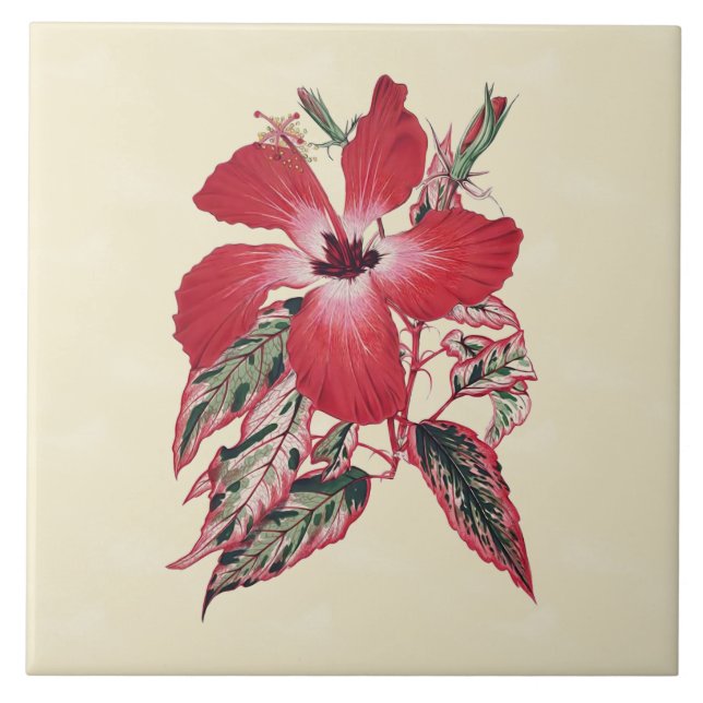 Hibiscus vermelho no azulejo tropical de creme 6x6 (Frente)