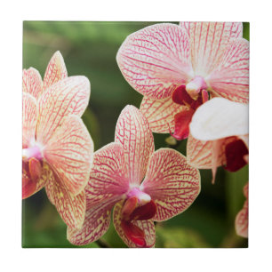 Híbrido de Orquídea Laranja, África do Sul