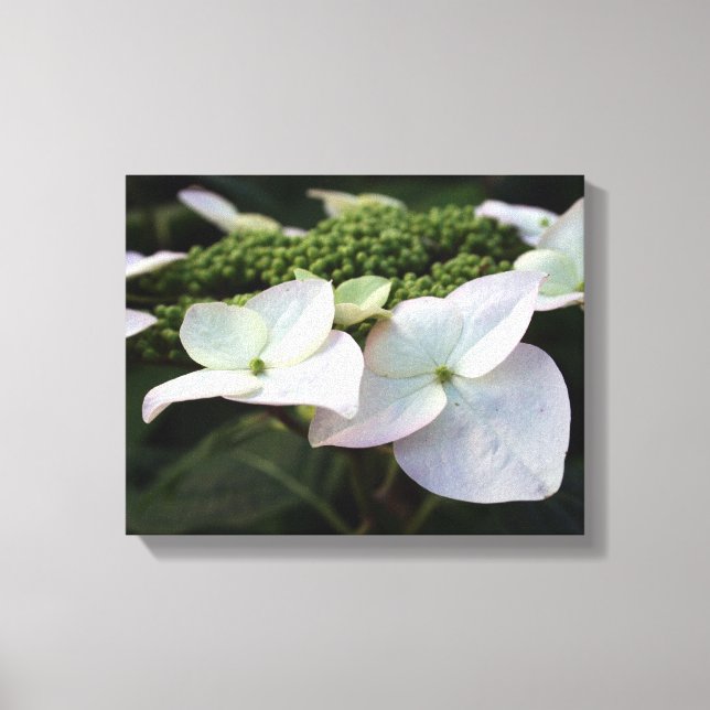 Hidrangea - Fotografia Floral - Canvas (Frente)