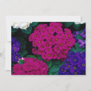 HIDRANGÉAS PINCO ESCURO PURGA FLORES NATUREZA BELE