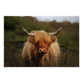 Highland Cow Isle do Impressão de Foto Mull
