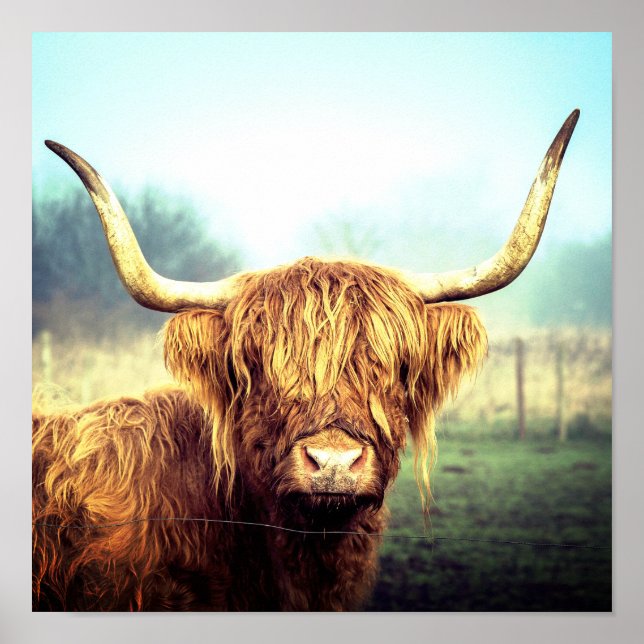Highland Cow Poster (Frente)