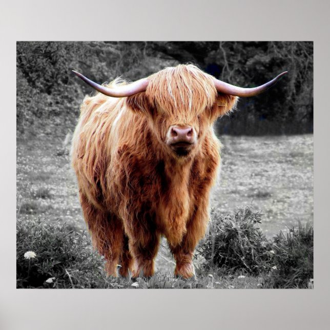 Highland Cow Scotland Poster Black White (Frente)