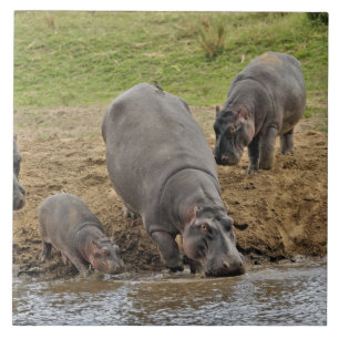 Hipopótamo, Hippopotamus amphibius, Serengeti