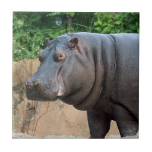 hippo-6