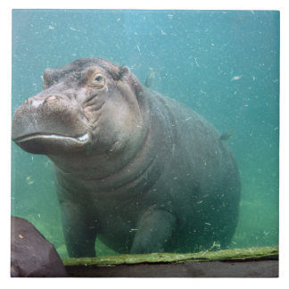 hippo-8