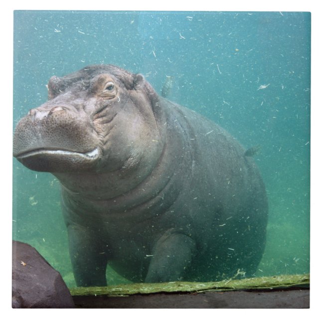 hippo-8 (Frente)