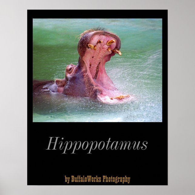 Hippo Mouth Open Poster (Frente)