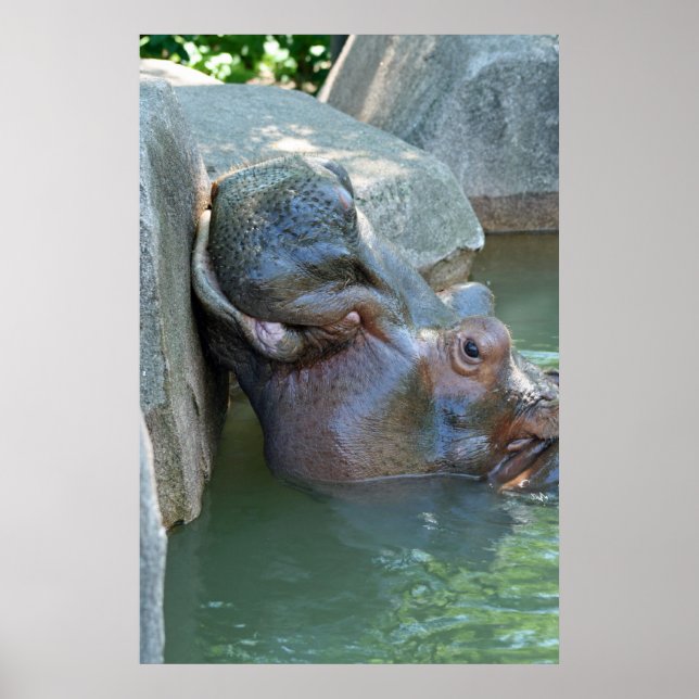 Hippo Poster (Frente)