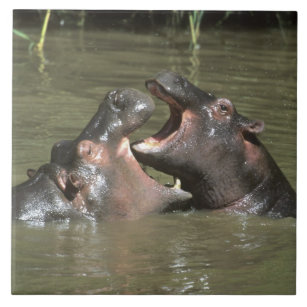 Hippopotamus, (amphibius do H.), mãe & jovens