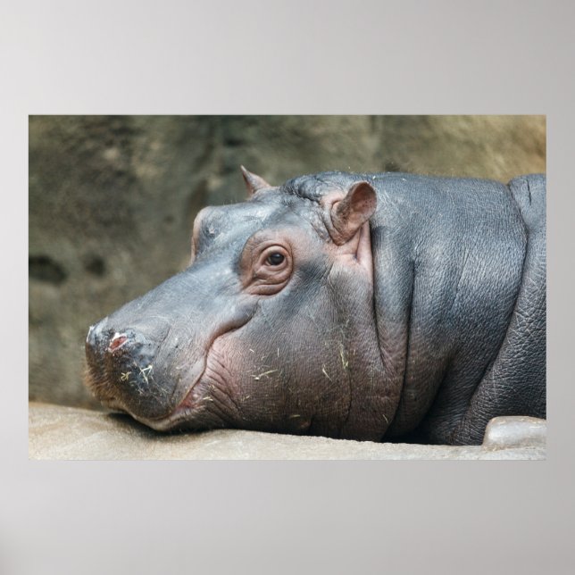 Hippopotamus poster (Frente)