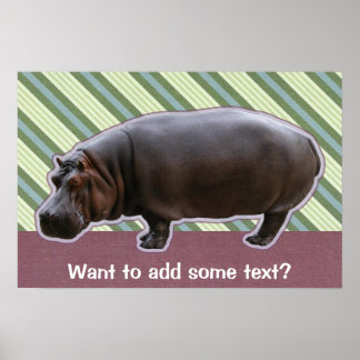 Hippopotamus Poster