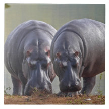 Hippos