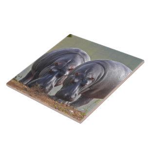 Hippos