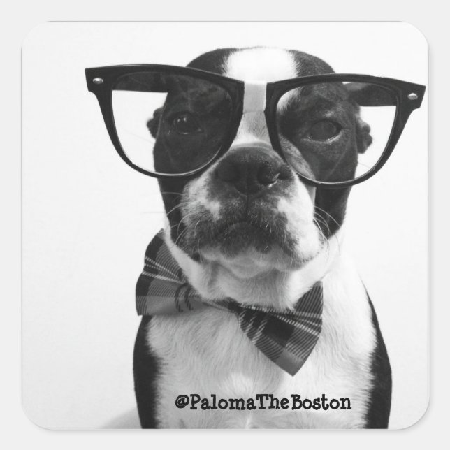 Hipster Boston Terrier com adesivos de óculos (Frente)