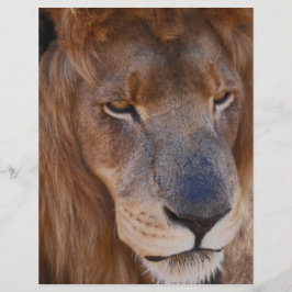 História dos Leões na África do Sul