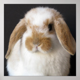 Holland baby impressão