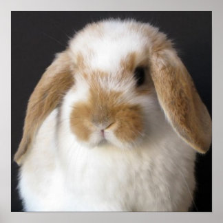 Holland baby impressão