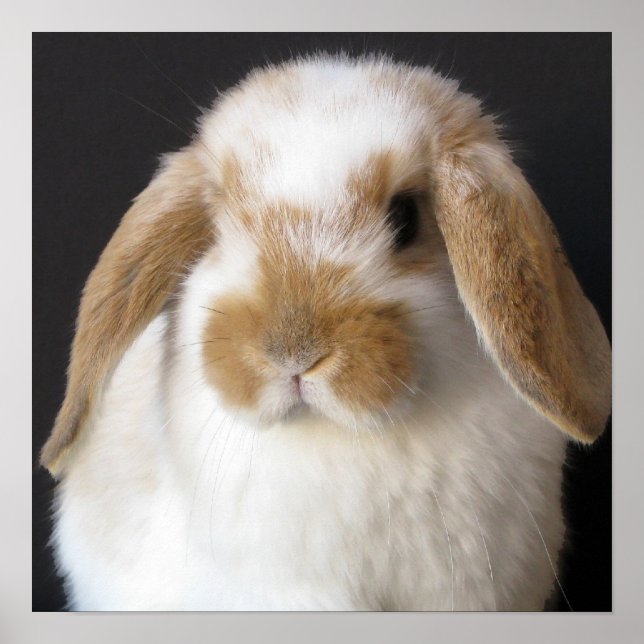 Holland baby impressão (Frente)