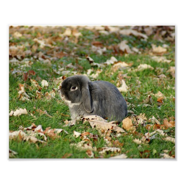 Holland Lop Bunny 10 x 8 Fotografia Impressão (Frente)