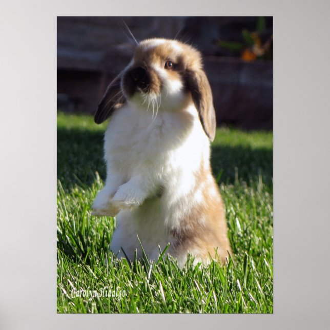 Holland Lop de Pé Poster (Frente)