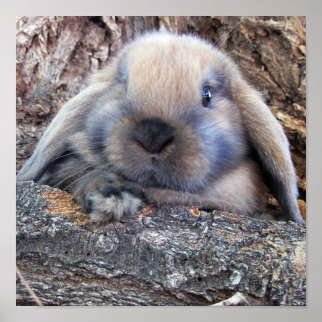 Holland Lop impressão (Frente)