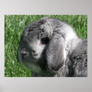 Holland Lop Poster