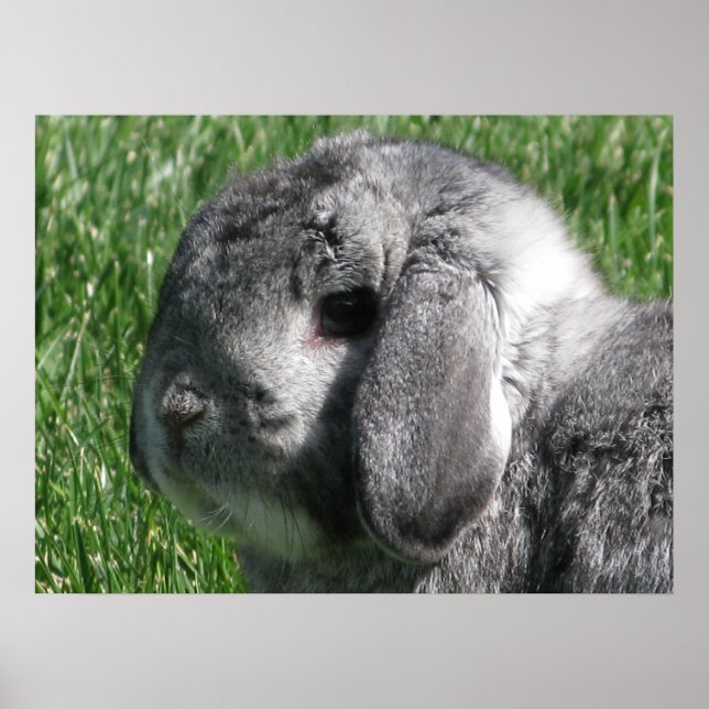 Holland Lop Poster (Frente)