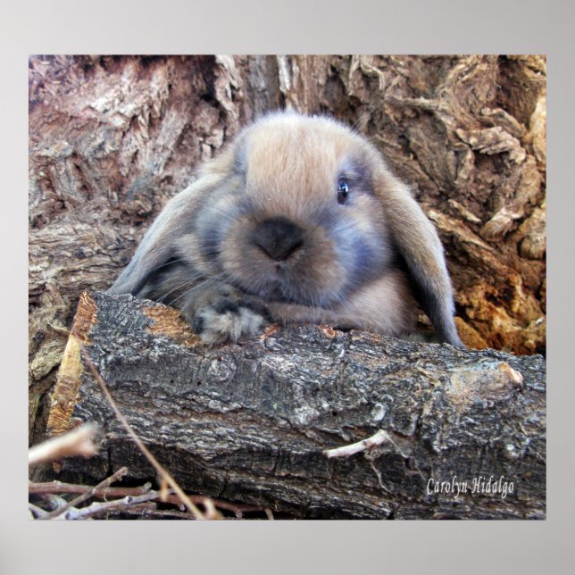 Holland Lop Poster (Frente)
